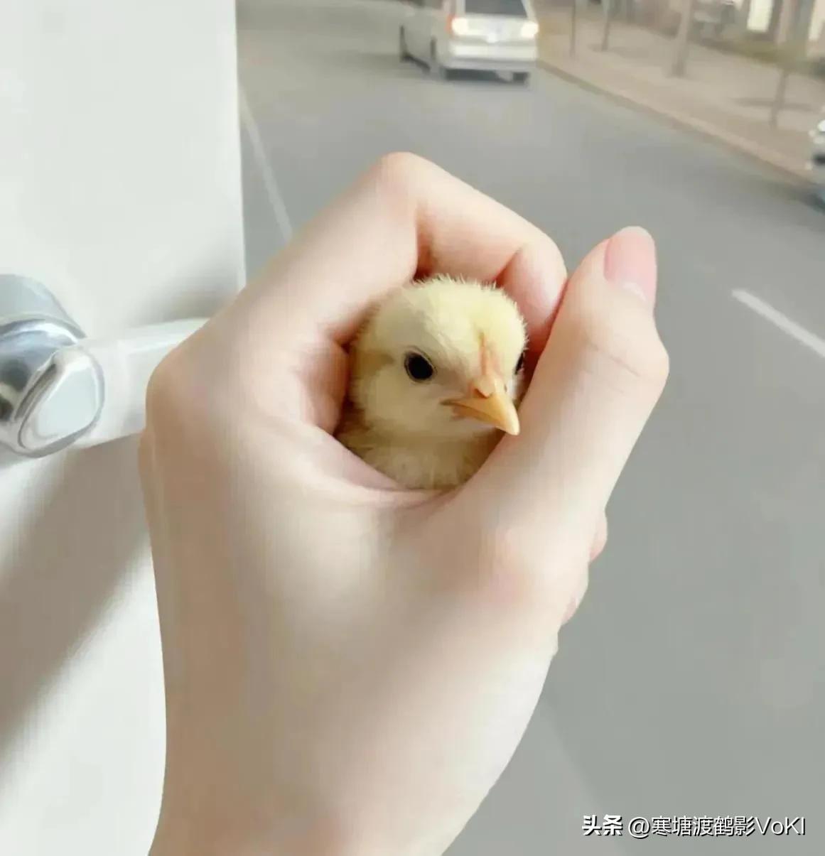 昨晚美女同事给我发微信约我出去，我问她出去干什么？她给我发来下面这个图片，弄的我