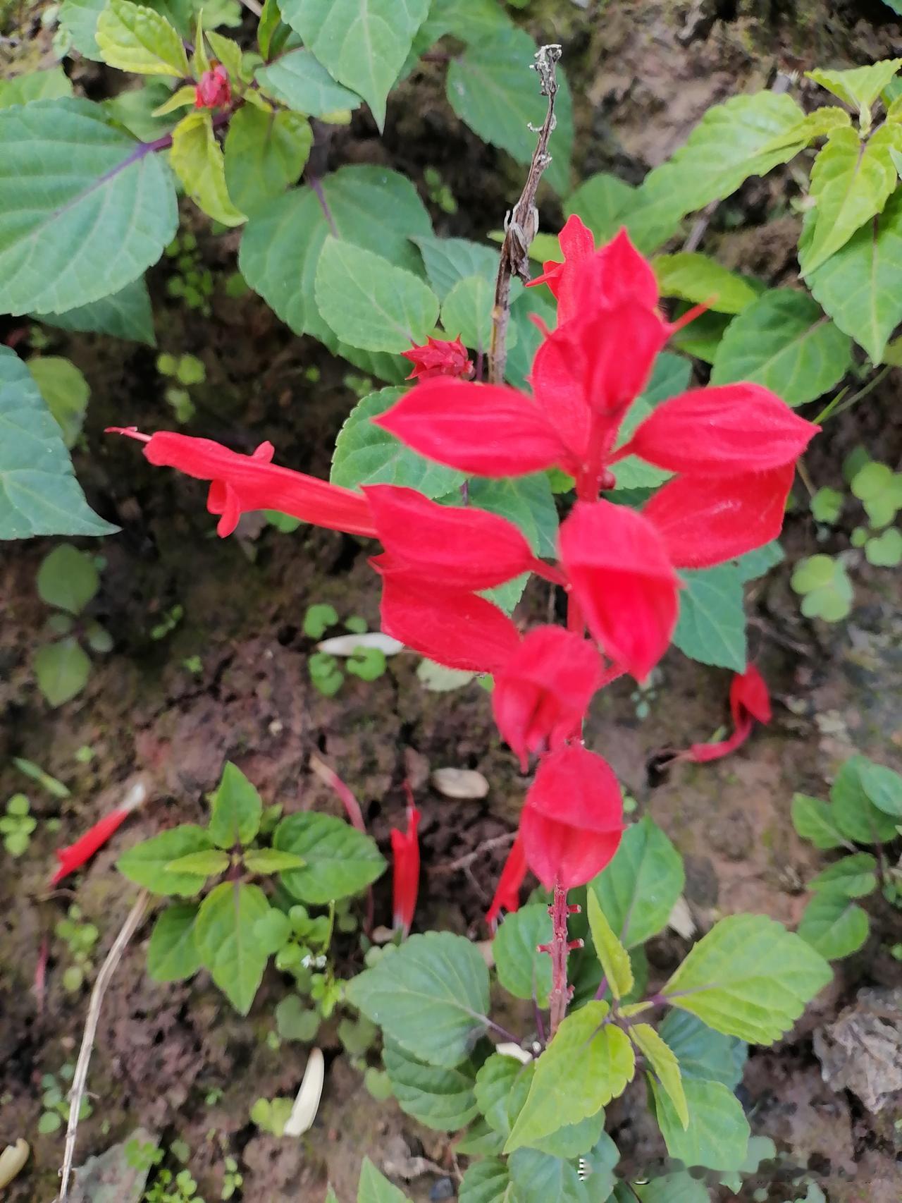 随手拍花，美景