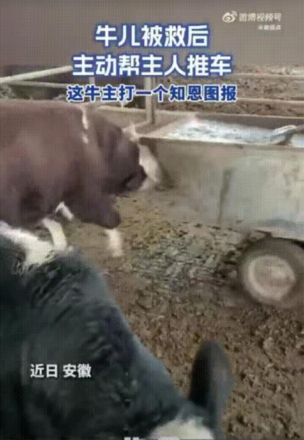 安徽一对夫妻的养殖场里有六七百头牛，但有一头牛比较特殊，每次妻子把食物推进去，或