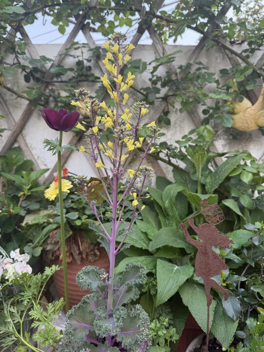 羽衣甘蓝 开花🌼