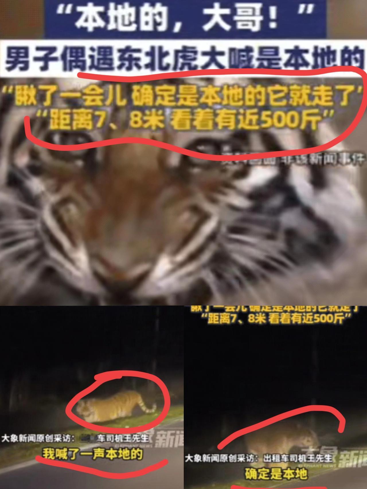 解释不清了!
 
吉林女子打车遇野生东北虎，司机一句“本地的，大哥”的喊话，既化