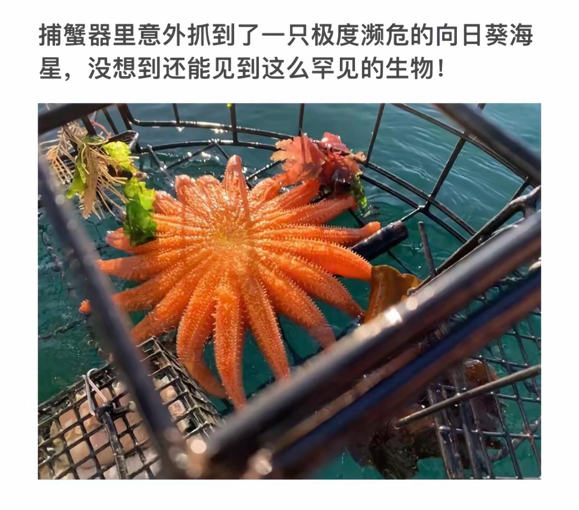 捕蟹器里意外抓到濒危向日葵海星，太惊喜了！🌸🐙