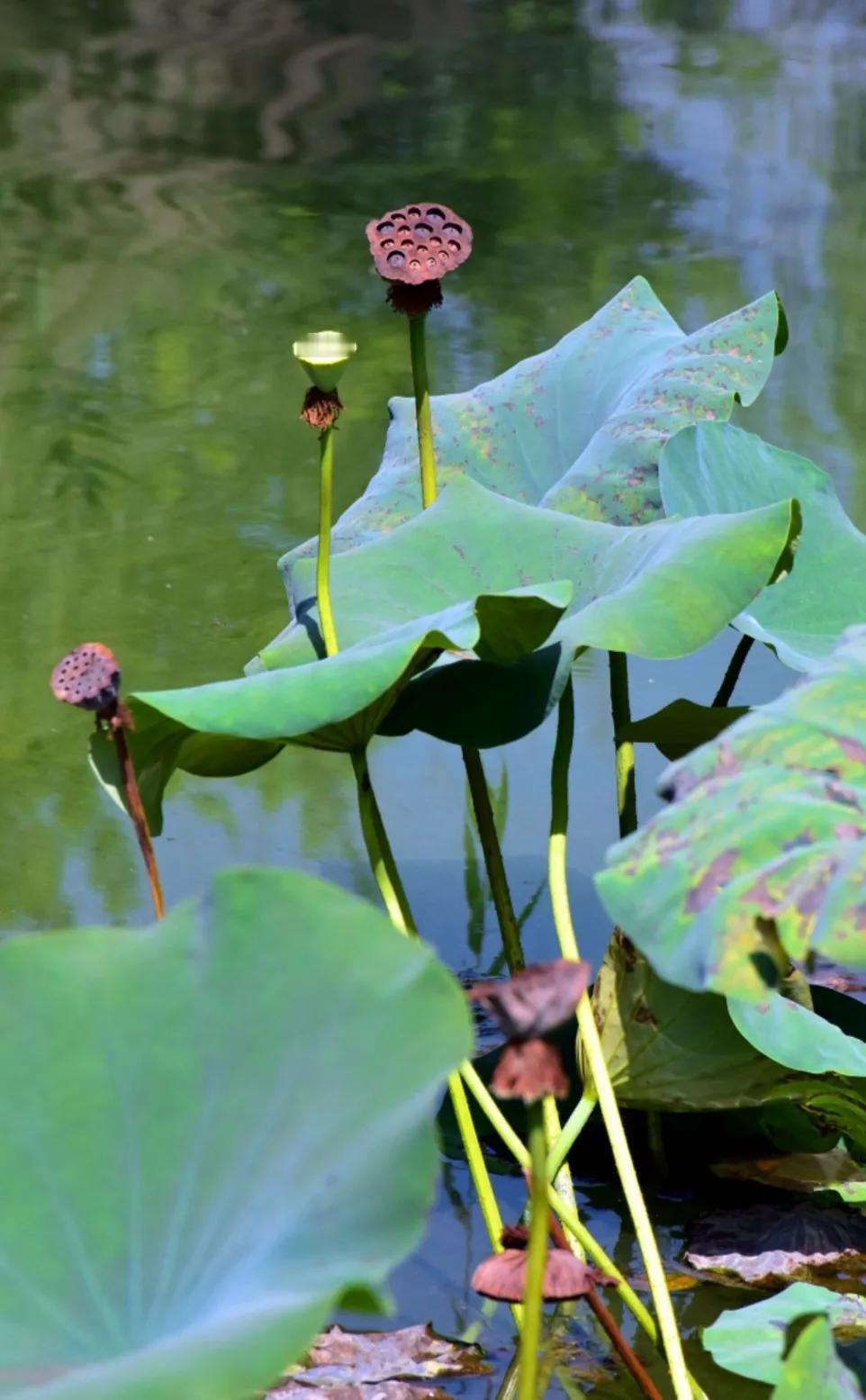 △新秋湖边漫步△
漫步湖水边，难得此时闲。
秋风添美意，明月穿银衫。
花落荷宝举