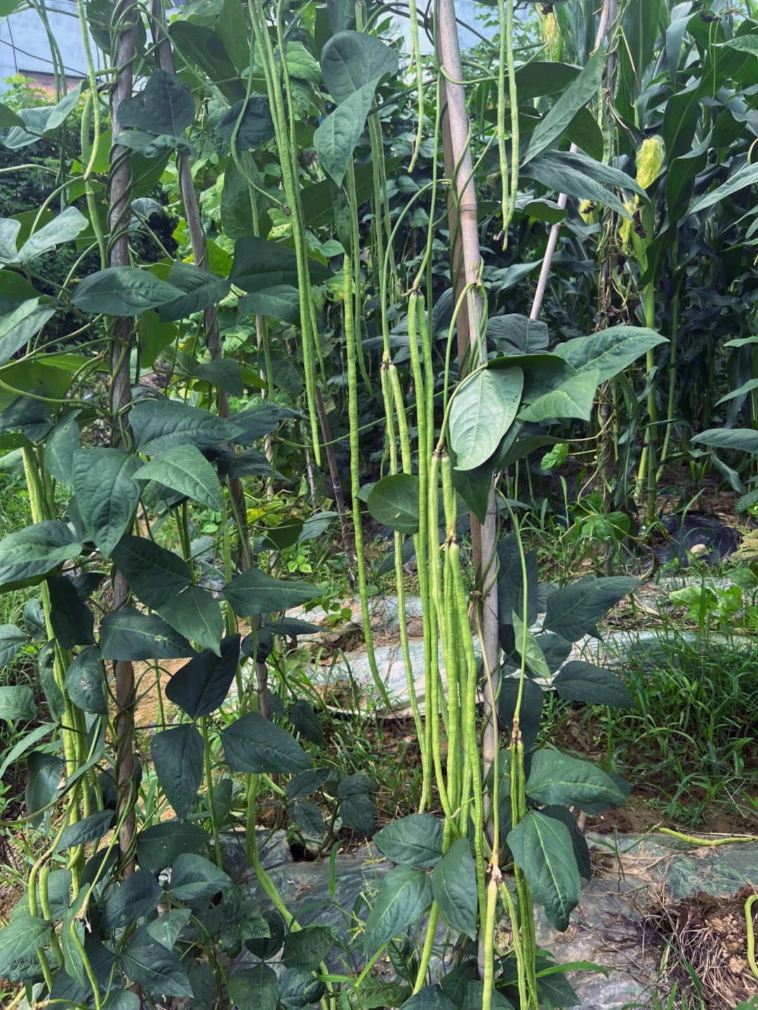 每天认识一味草本植物-豇豆🍀