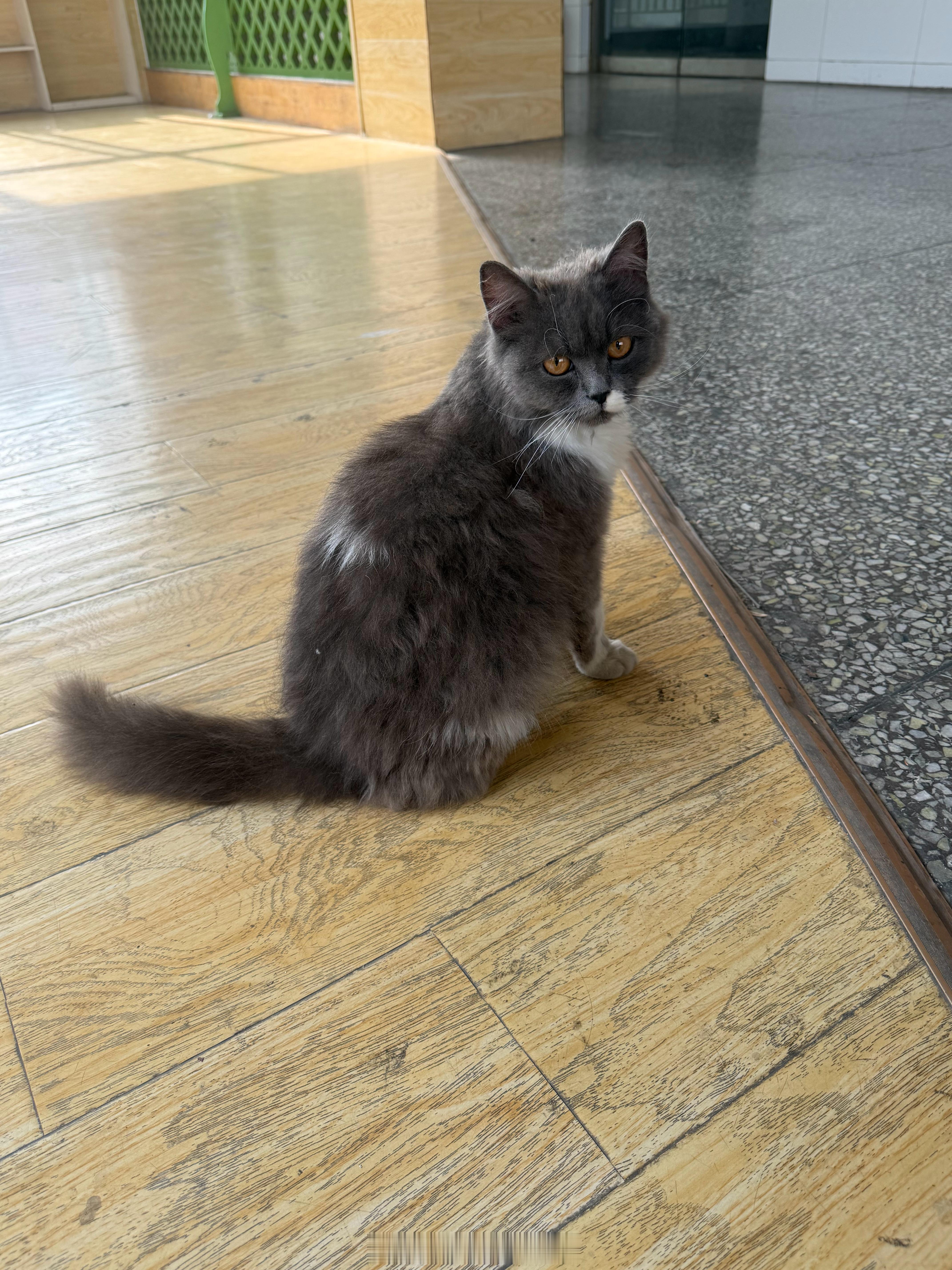 这是一只我说坐下就会坐下的流浪猫 