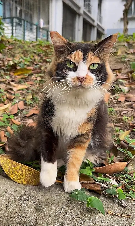 三花真的是猫界美女呢！这种旷世容颜，一下子就征服了我。