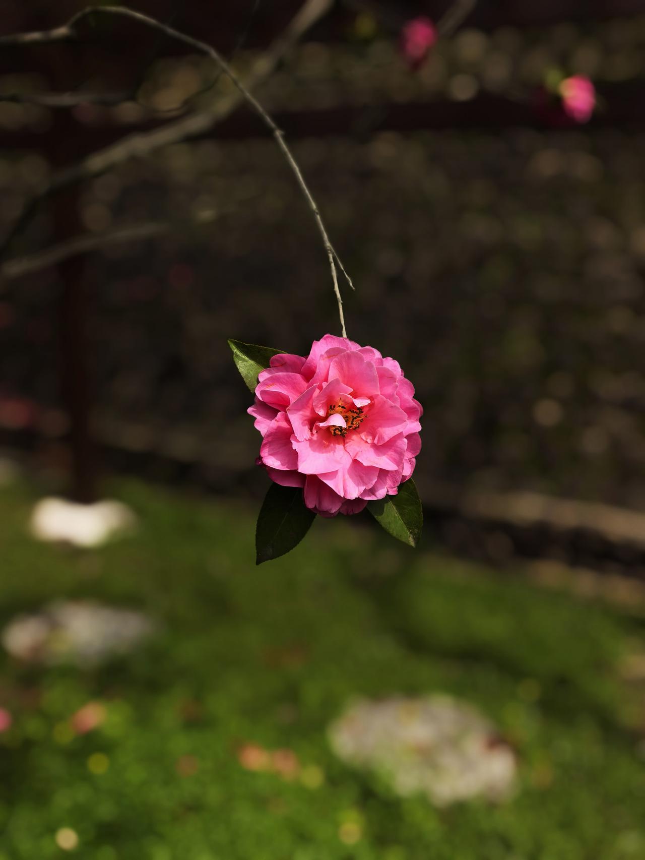它本是枝上的山茶，开得热烈又骄傲，在风里、在光里，把整个春天都揉进层层叠叠的花瓣