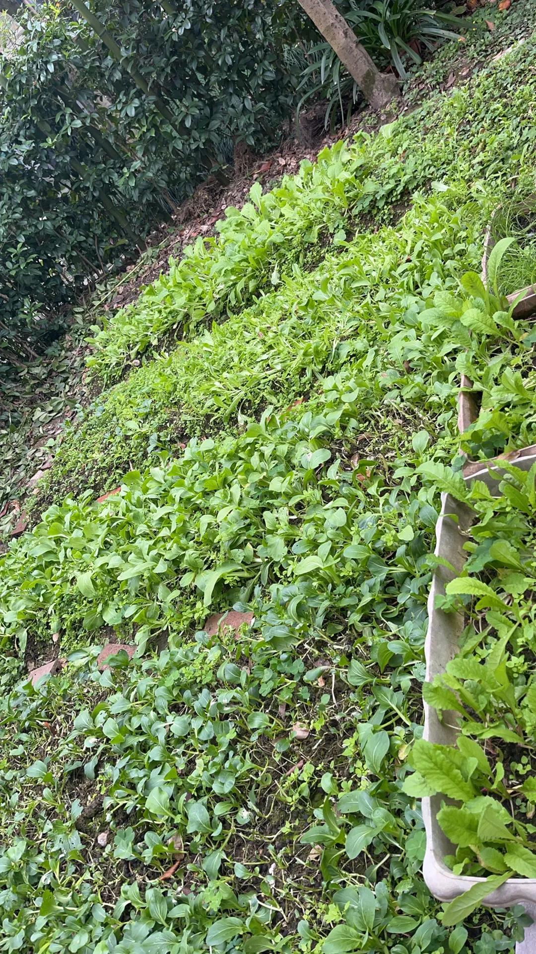 分享手机里的花花草草户外的小菜园，户内的小鲜花。温暖如春、阳光明媚的春天里，一切