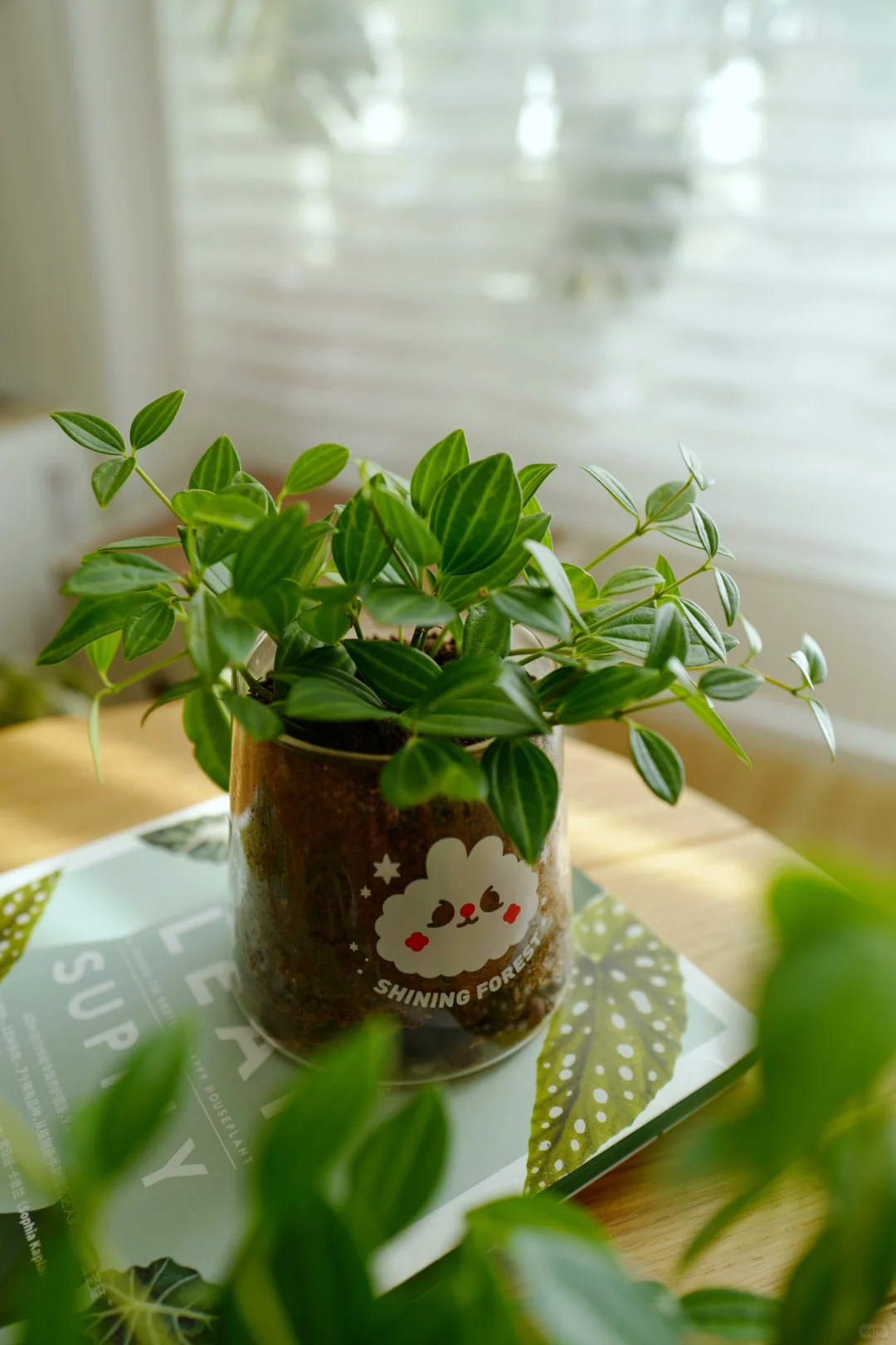 电脑桌上推荐什么植物？