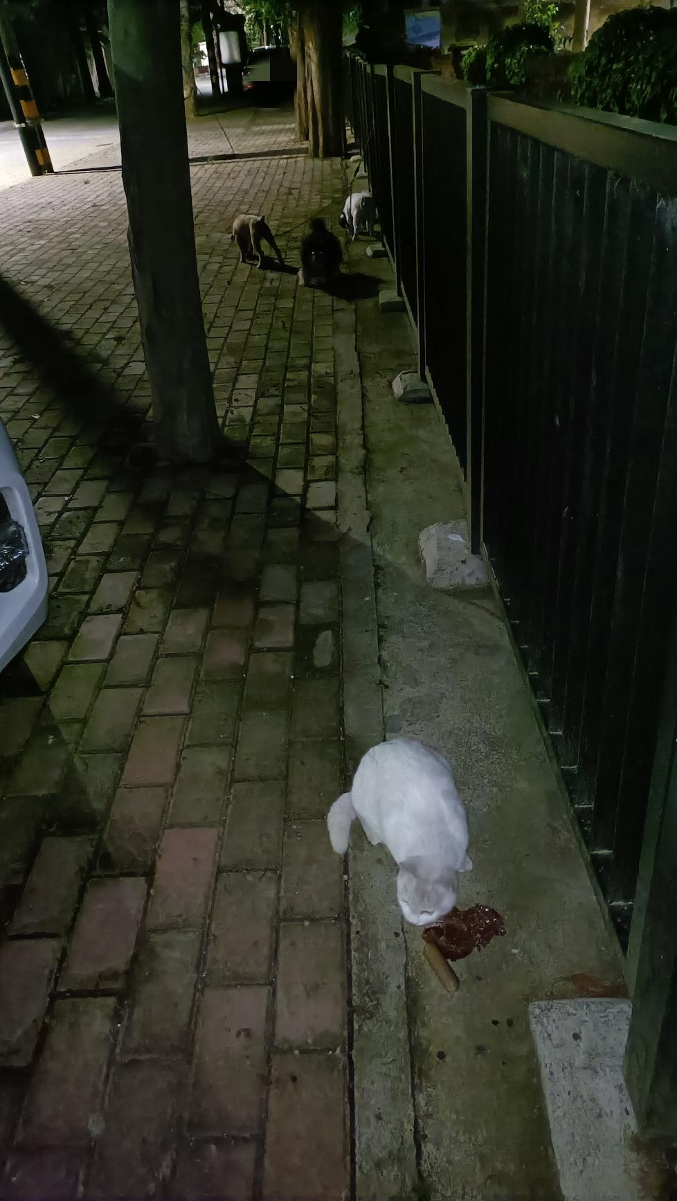 喂完偏远山区厂里的流浪猫，回来又去喂垃圾站的流浪猫，然后遛我家狗子，路上看到白猫
