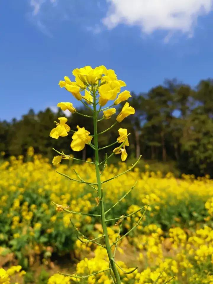 这两天挺忙的，昨天喝喜酒，
今天上午刚刚扫墓回来。

还好今天是周日，路上车子不