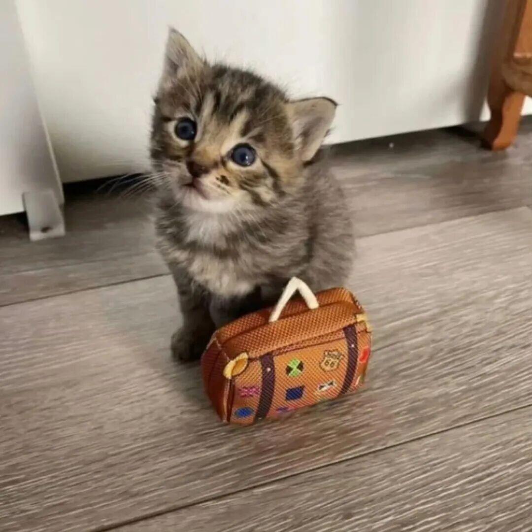 今日审咪积累 小猫头像