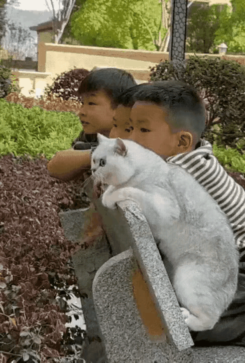 不知道前方出现了什么稀罕事？三个孩子和一只猫齐刷刷的趴在石凳靠背上，看的那么专注