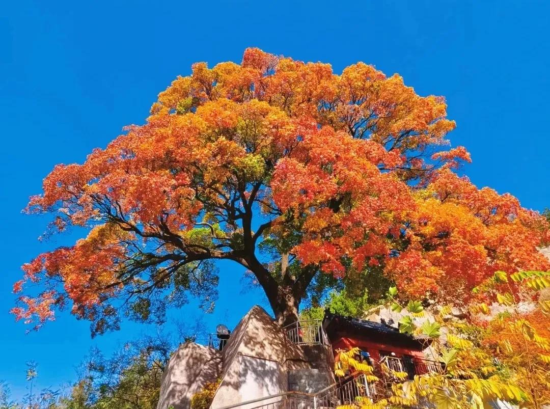 近日，青岛崂山区北宅街道晖流村附近的神清宫古枫树走红网络，吸引了众多市民前往打卡