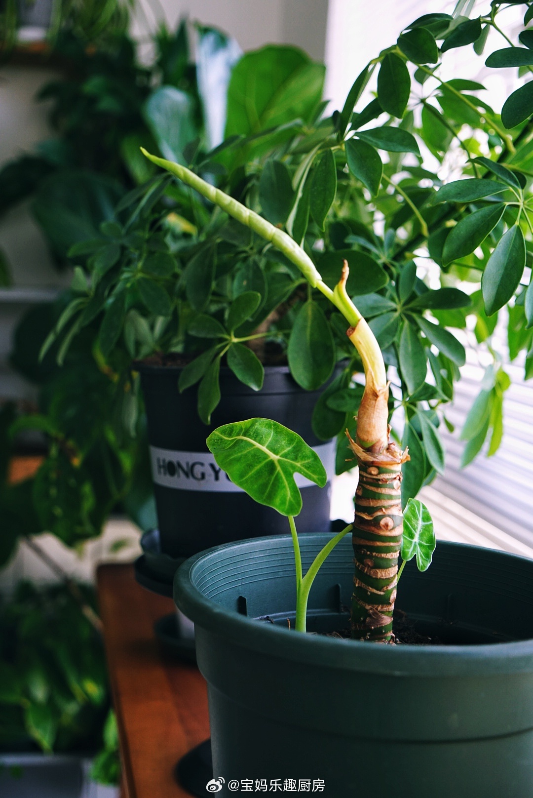 嘎了才能重生草木皆是那人呢#绿植领养##阳台花园[超话]# ​​​