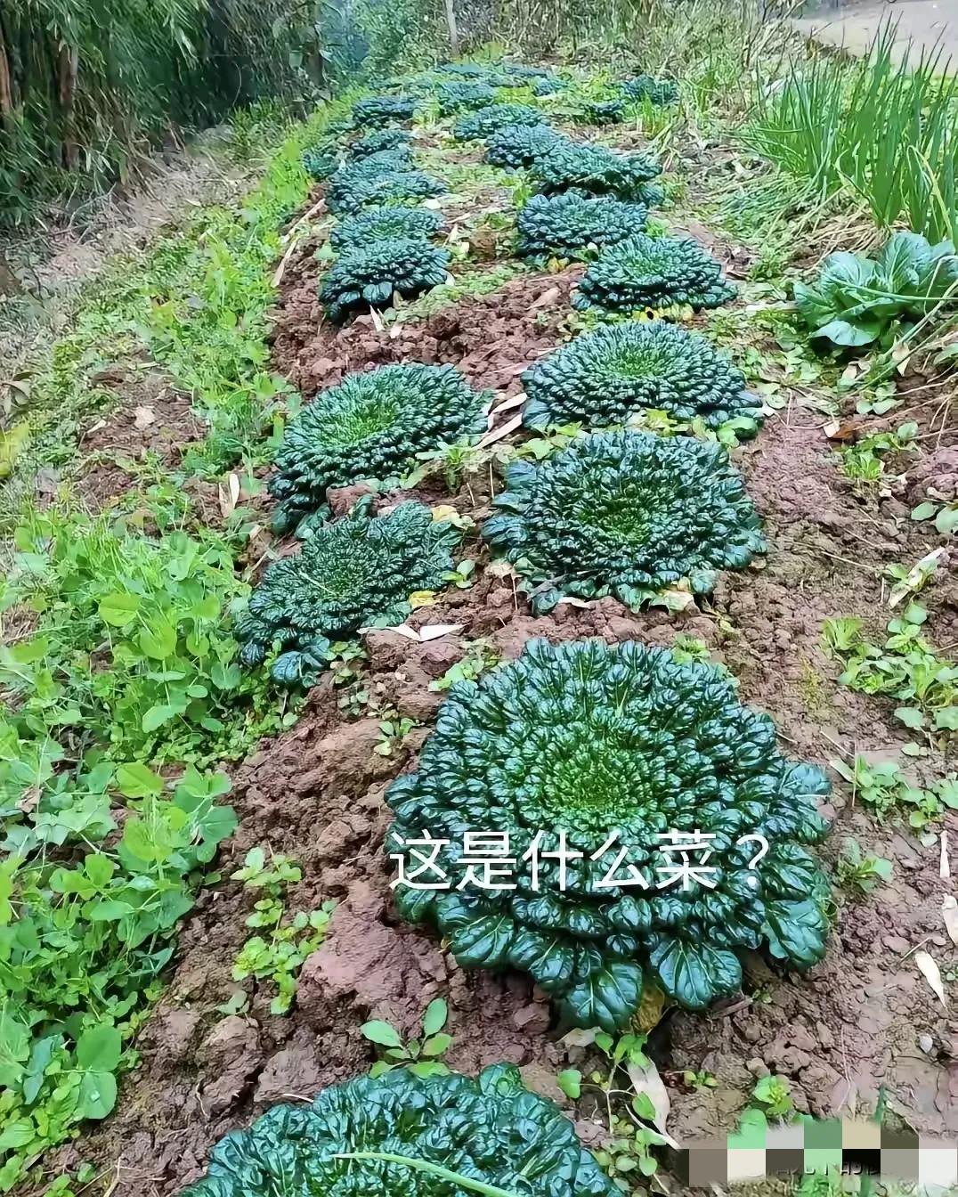 我有个疑问，先问问谁认识？这是一种什么菜？

去年朋友送我几颗这种菜，我并不知道