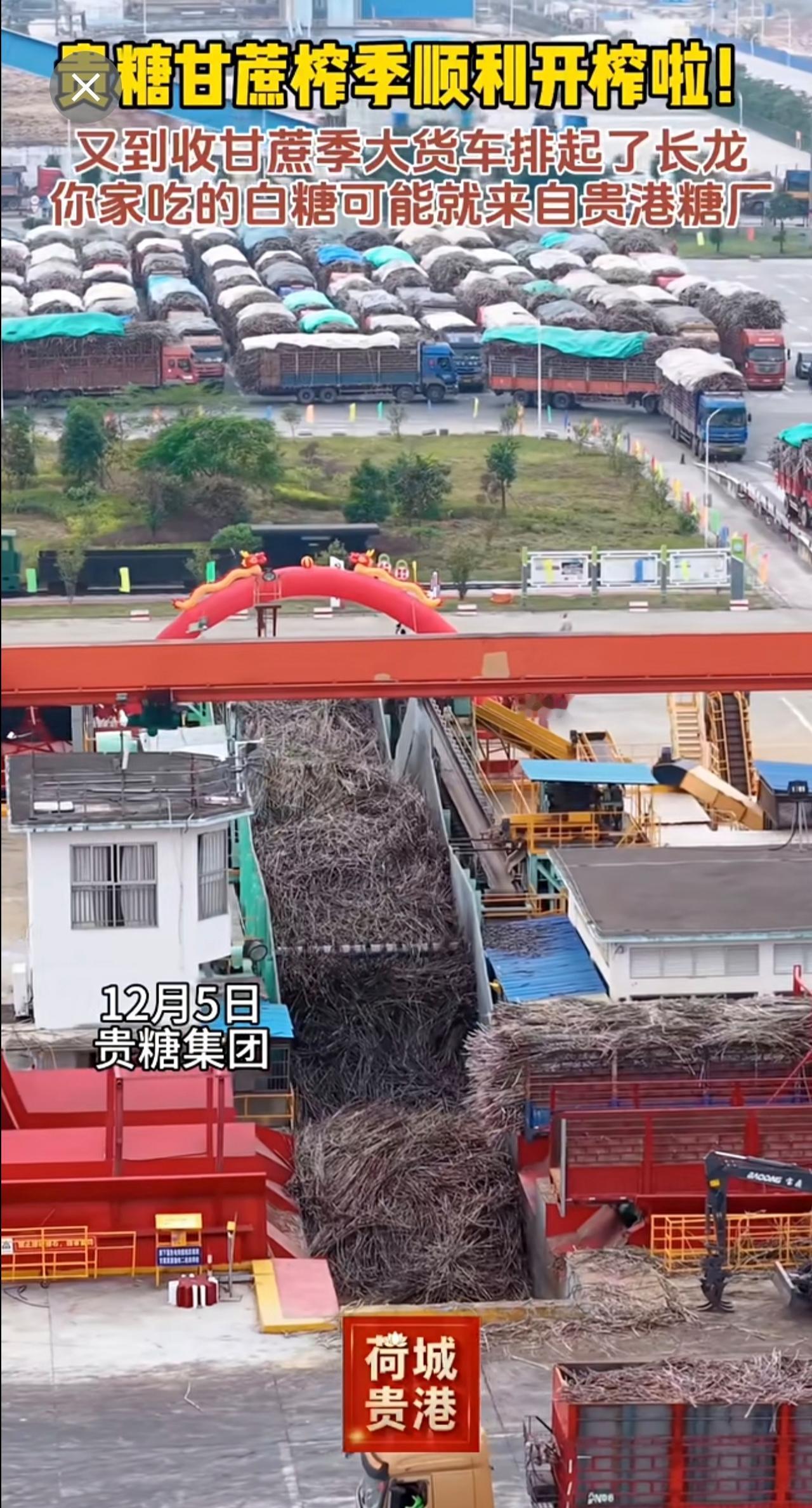 贵糖甘蔗榨季顺利开榨啦！你家吃的白糖可能就来自贵港糖厂。