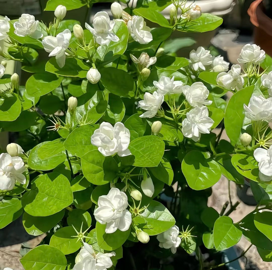 茉莉花1. 栽培方式：腐叶土+园土+河沙+椰糠，疏松透气、微酸性排水土；忌黏重黄