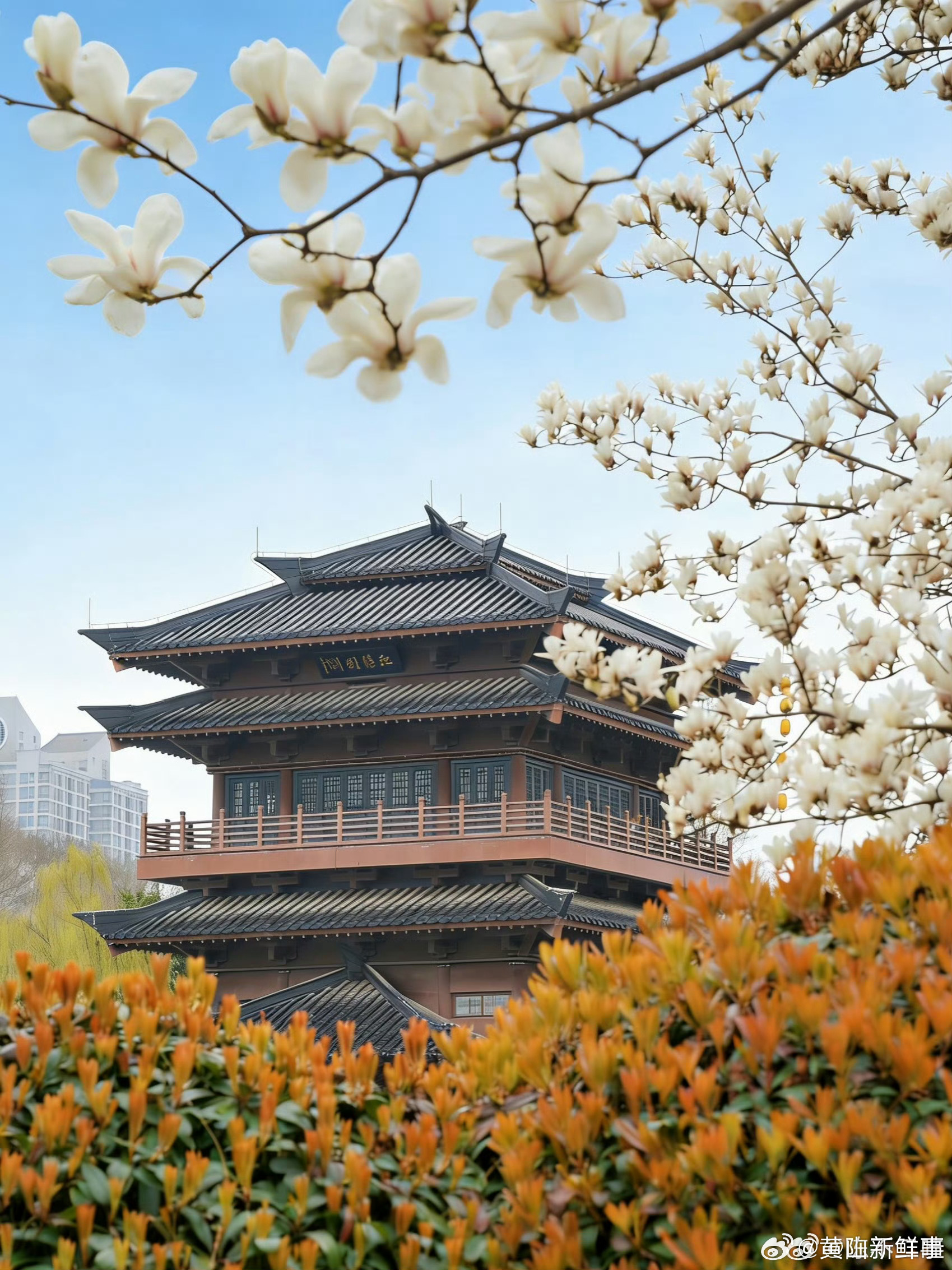 合肥逍遥津公园里的春日氛围感拉满春天已经盛大开场了！很多人问我合肥有什么玩的，其