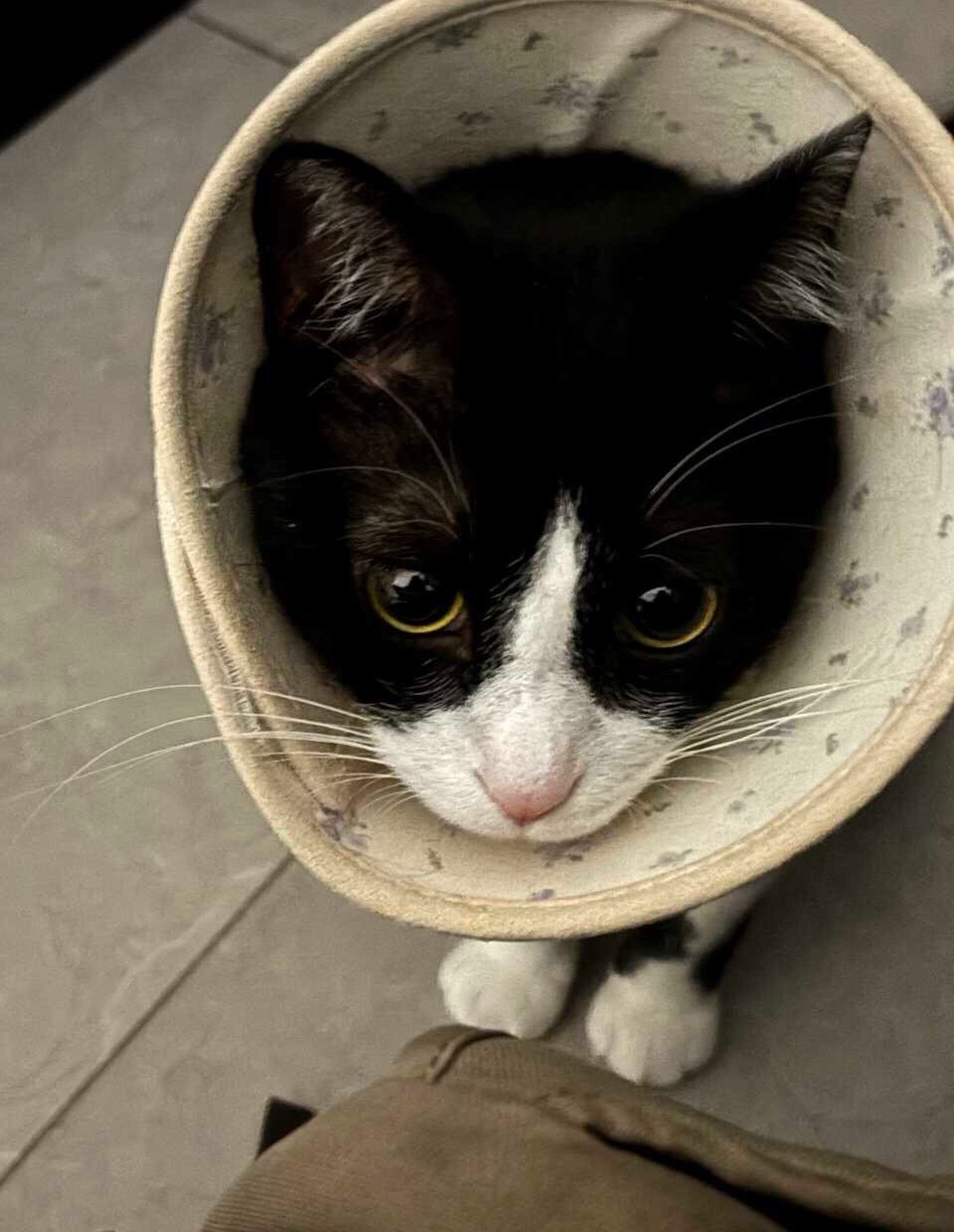 如您所见，我是美强惨呀。daily奶牛猫 （投稿：） 