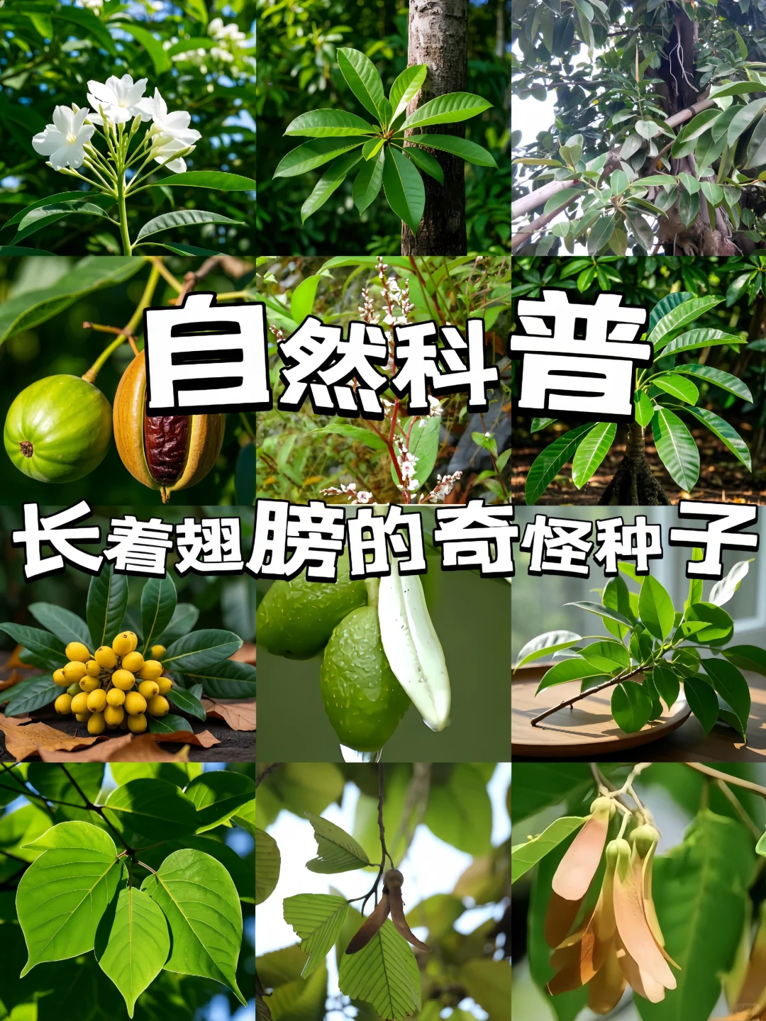 自然科普|长着翅膀的种子可以飞的更远