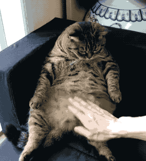 今天的午饭又吃多了。这可怎么好呀