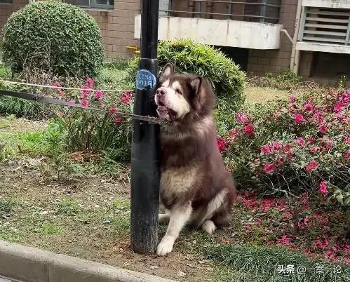 江苏，女子养了只100多斤的大型犬，这狗性子烈，从小到大不止一次咬过人，这天更是