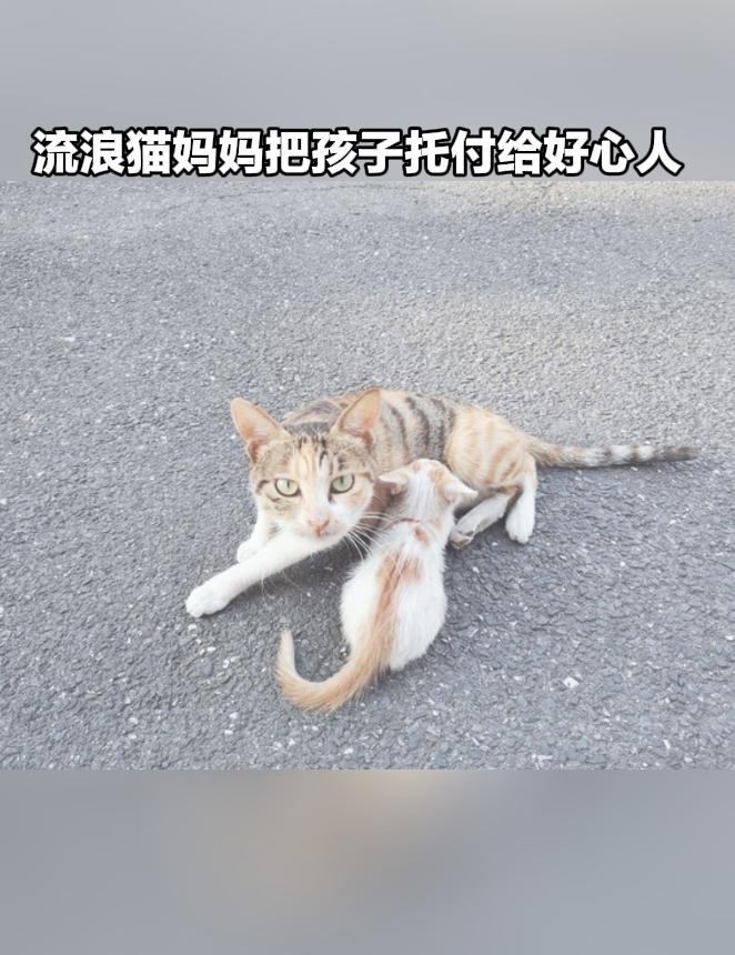 万物皆有灵！流浪猫妈妈做出的举动，瞬间戳中无数人的内心。
 
很多人以为动物没有