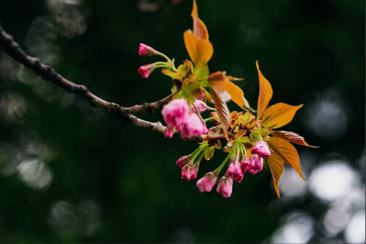 春枝含露，花苞待放，一树温柔，静待花开。