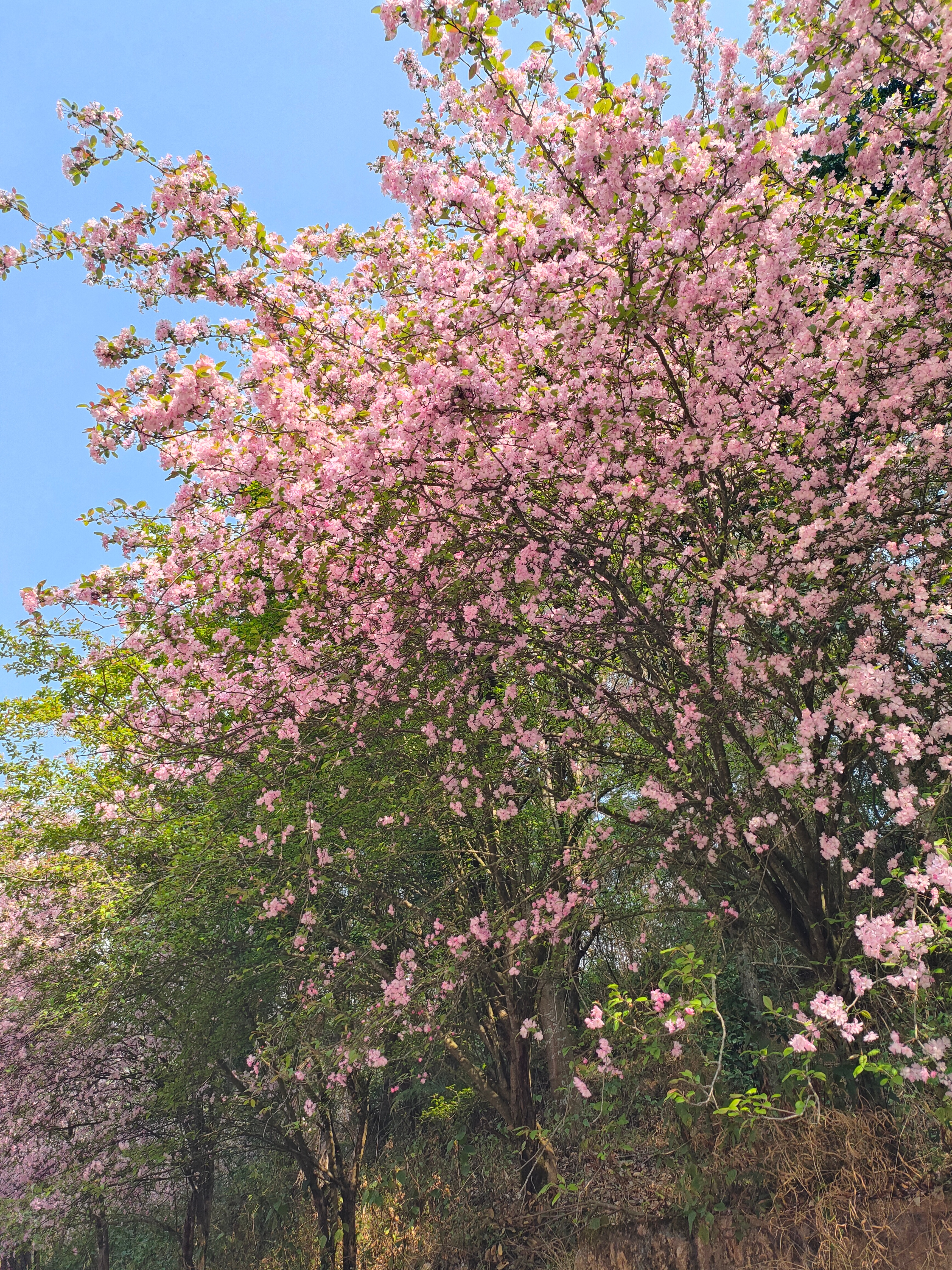 张予曦 姐姐你看云南的花花好不好看