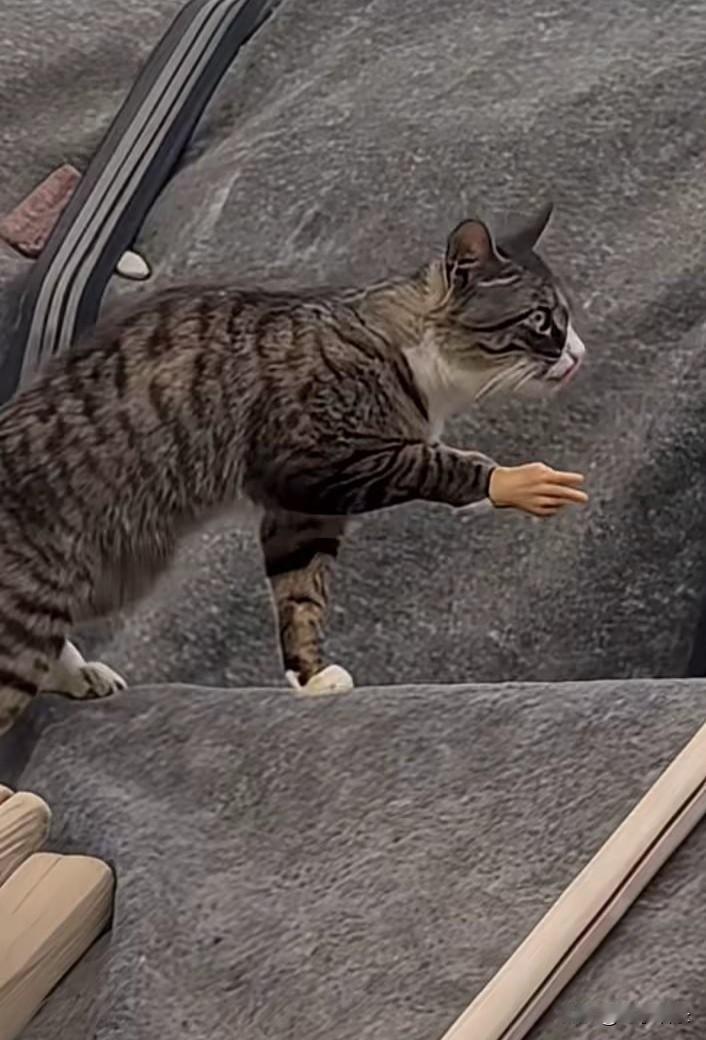 猫：再来根华子就完美了！[捂脸]