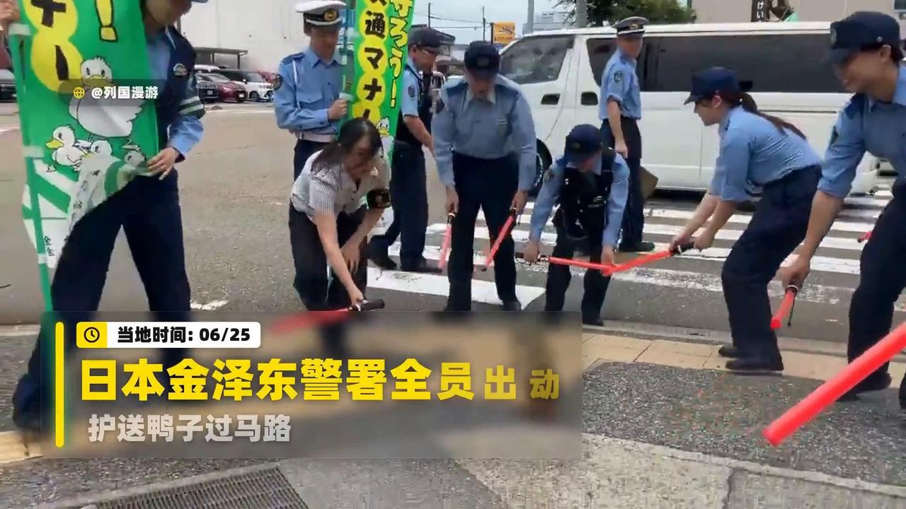 日本一地警署出动十余名警员护送闯入街道的野鸭一家转移！舆论褒贬不一！6月25日，