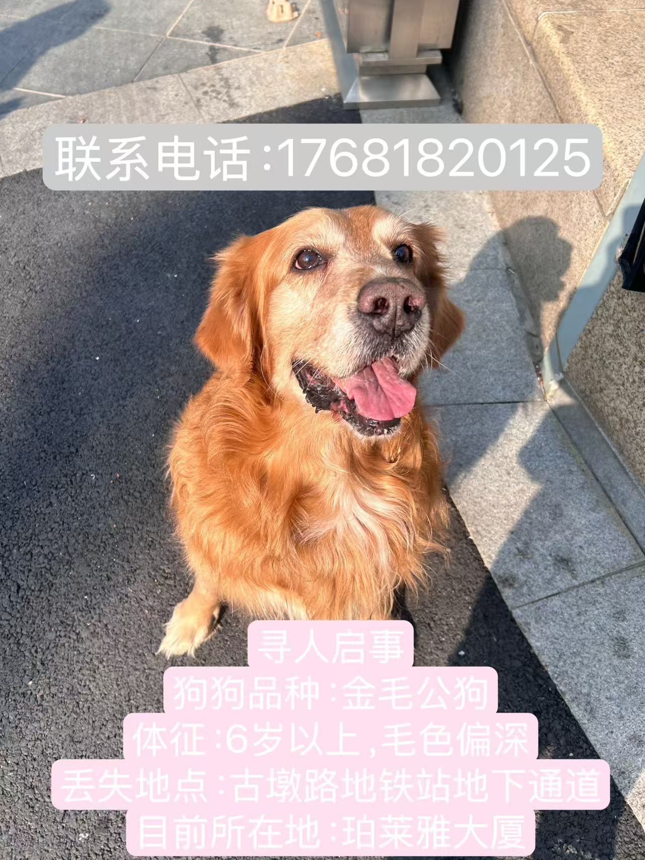 宠物走失  🐶 金毛  【帮转】这是一个求助帖，寻找金毛家长！坐标:杭州市西湖