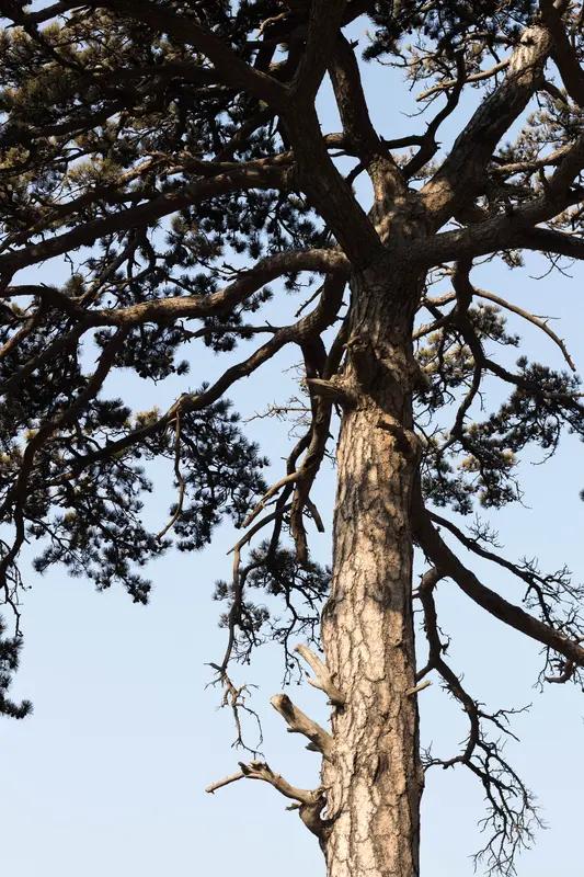 上联：苍松流霞，月映波心眠白鹭；
下联：碧荷映日，烟浮水面宿沙鸥。