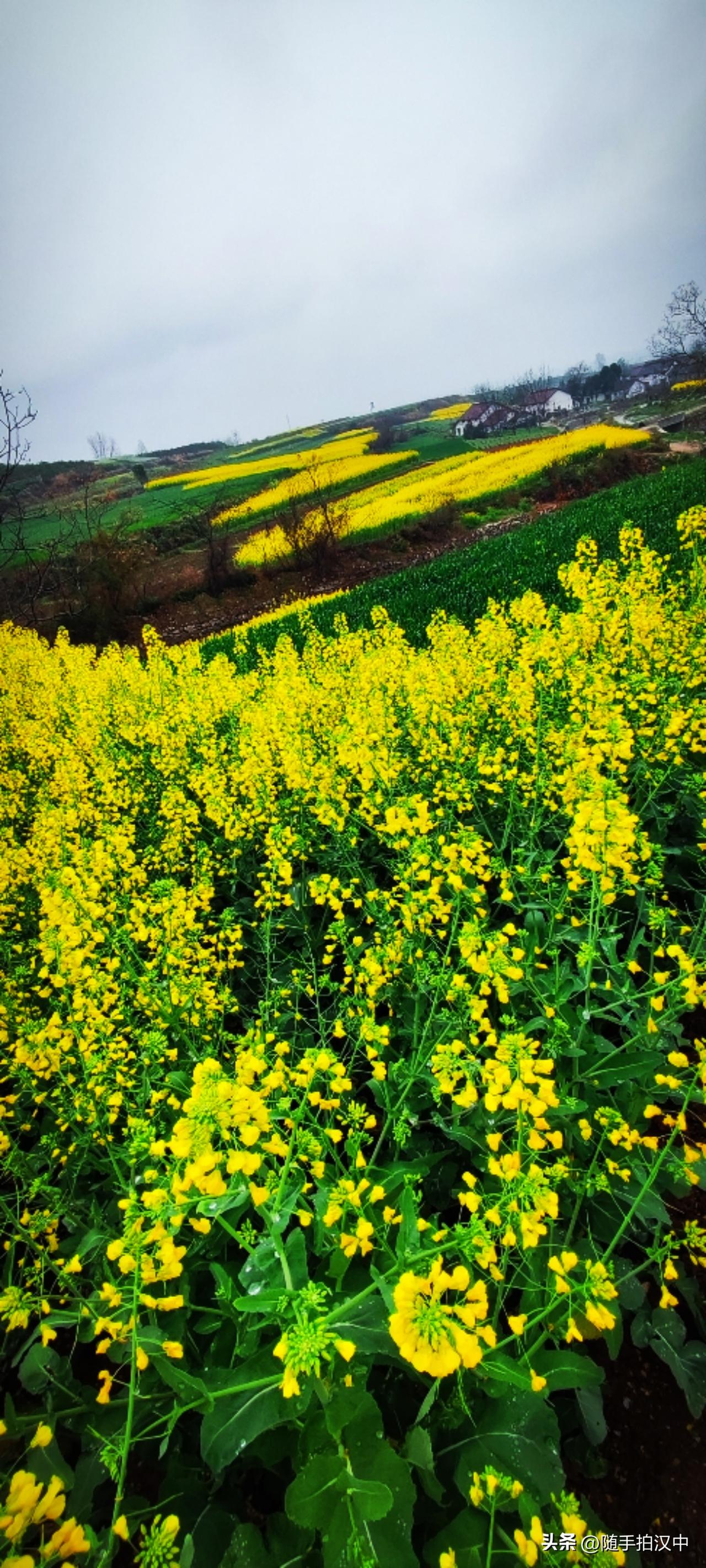 春日生活打卡季友人从花果山绕行的杨家山，从郭家山到黄塘，是一路起伏的丘陵地带。油