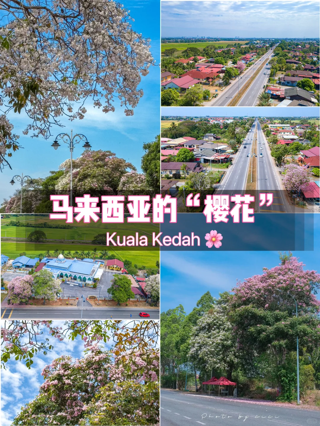 🇲🇾UUM周边｜马来西亚的“樱花”又开好了