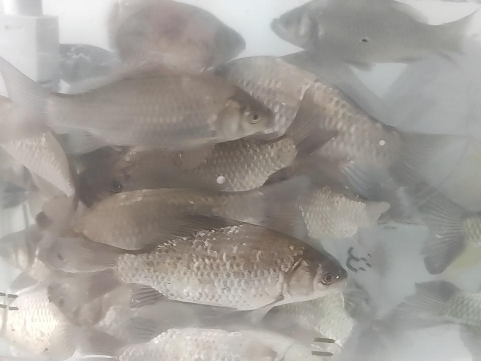 野生鲫鱼 吃起来的确实是不一样。就一个字鲜！