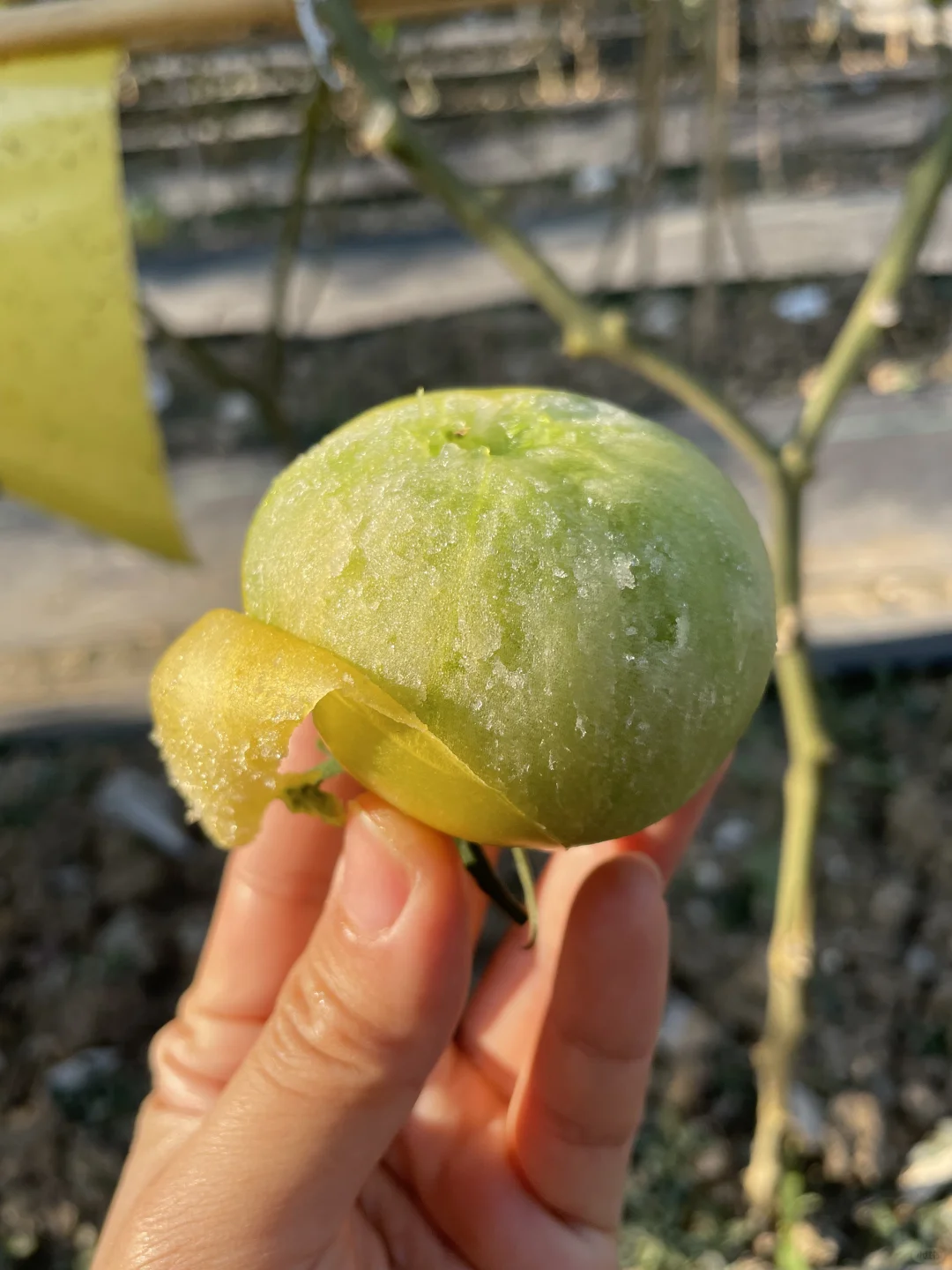 又可以吃很绝的贼不偷啦🍅