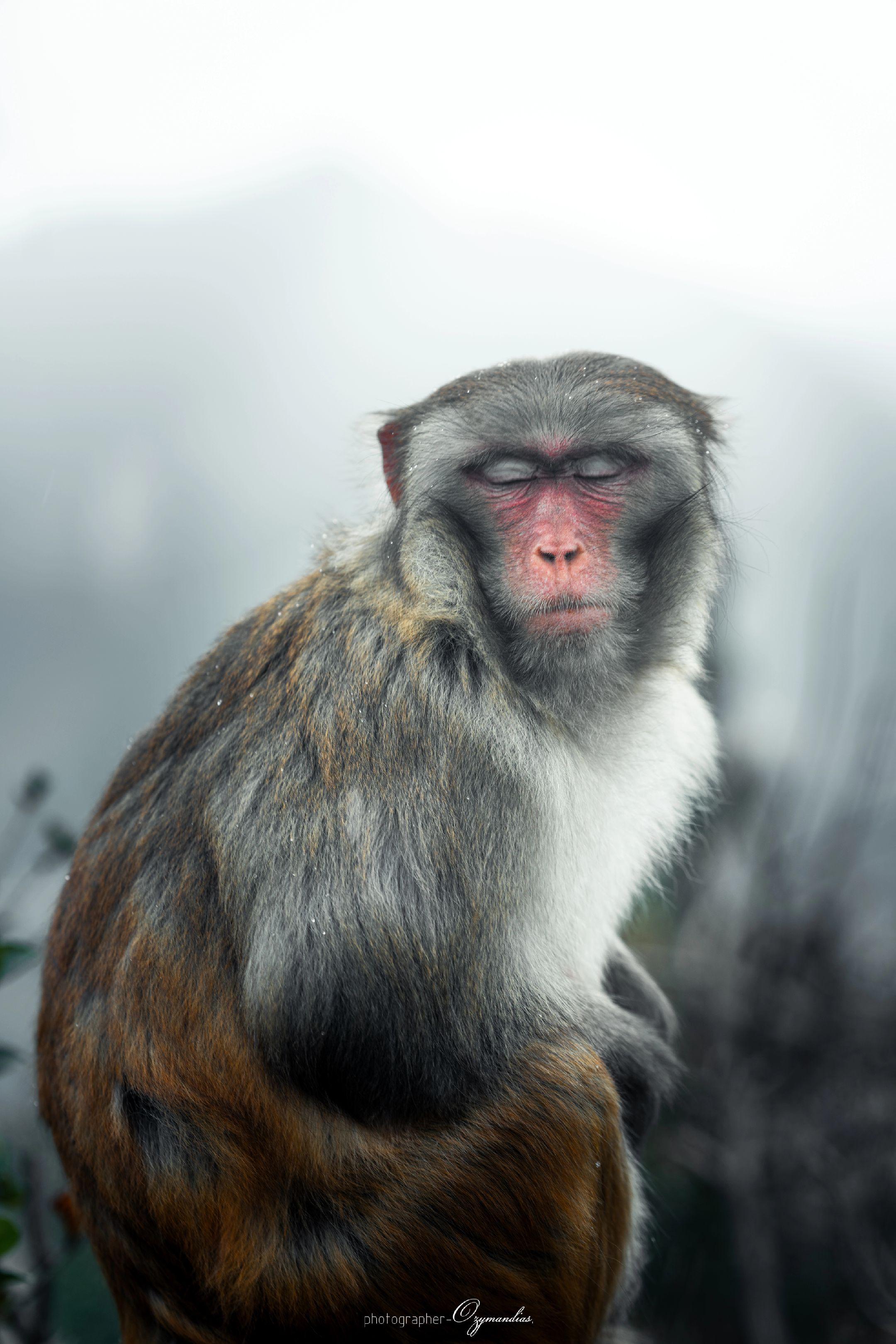 猴子都比你会摆姿势🤦‍♂️🤦‍♂️。