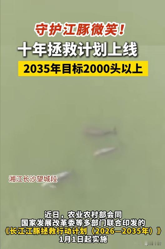 🔥十年蝶变！长江经济带交出亮眼答卷，江豚逐浪见证生态与发展双赢
谁能想到，曾被