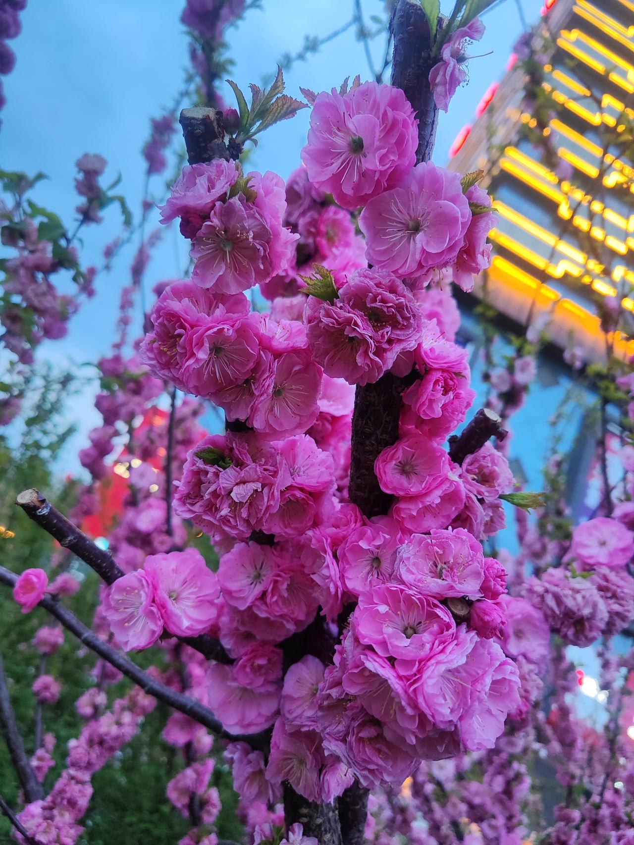 分享一张你拍的花，什么花都行太失望了，想都不想了，好多天没有来这里了，从沉迷到不