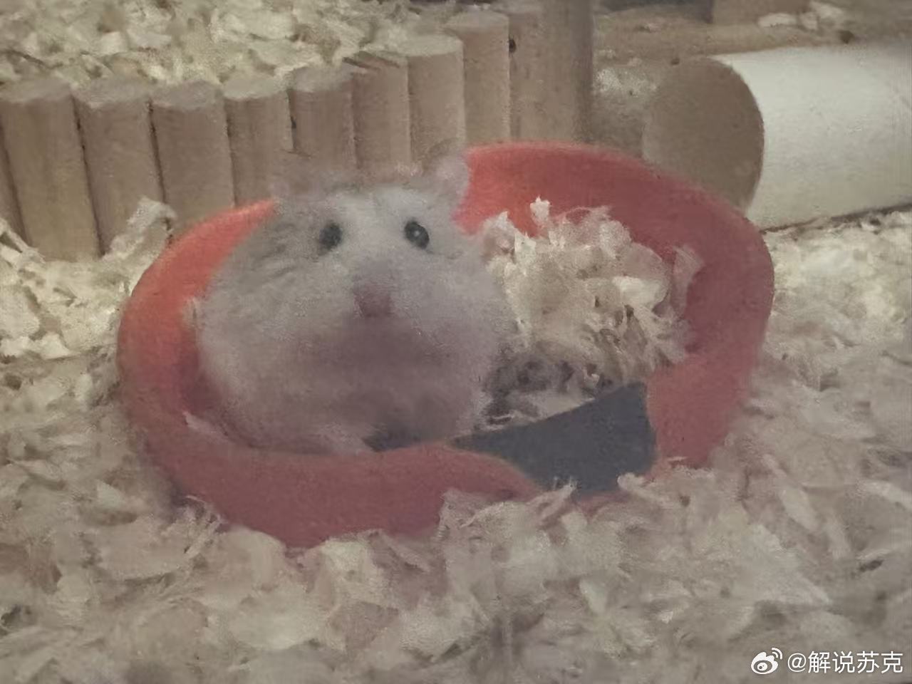 建议三孩每月补贴5000元至3岁 这5000块钱只能给老三花么老三说了，没有我，