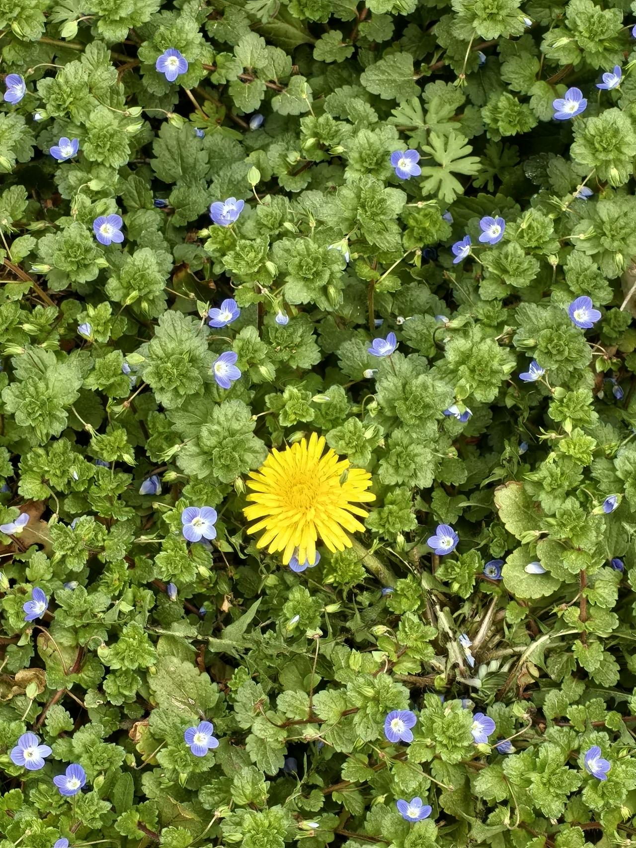 早春，迎着较冷的春风，有一种青草绿遍沟沟坎坎。仲春始，便开出如梦如幻的蓝色小花，