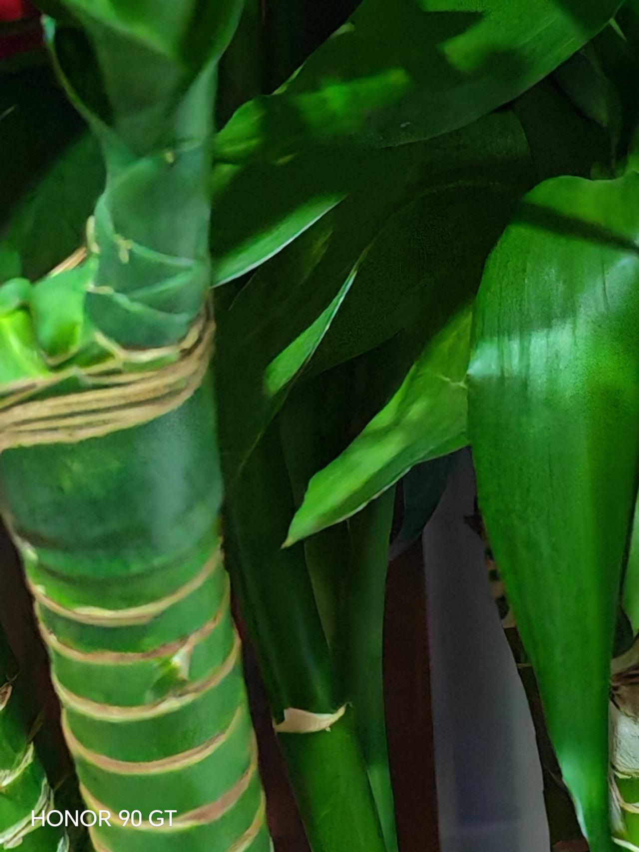 美丽的天空，
家里的绿色。