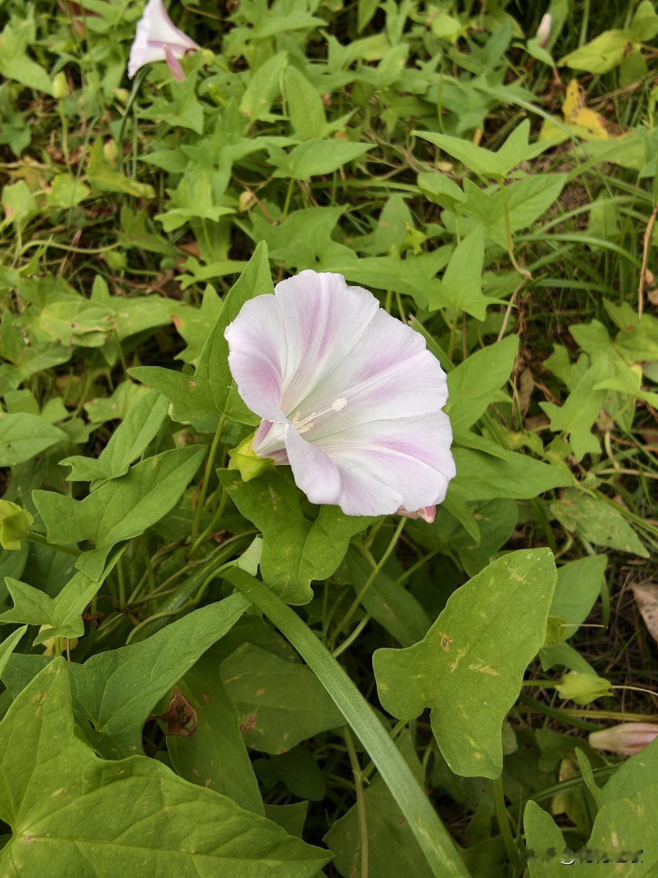 风中微微颤抖的牵牛花，似乎在说：凉凉秋意感受到了～

露出的胳膊也能在一阵风中感