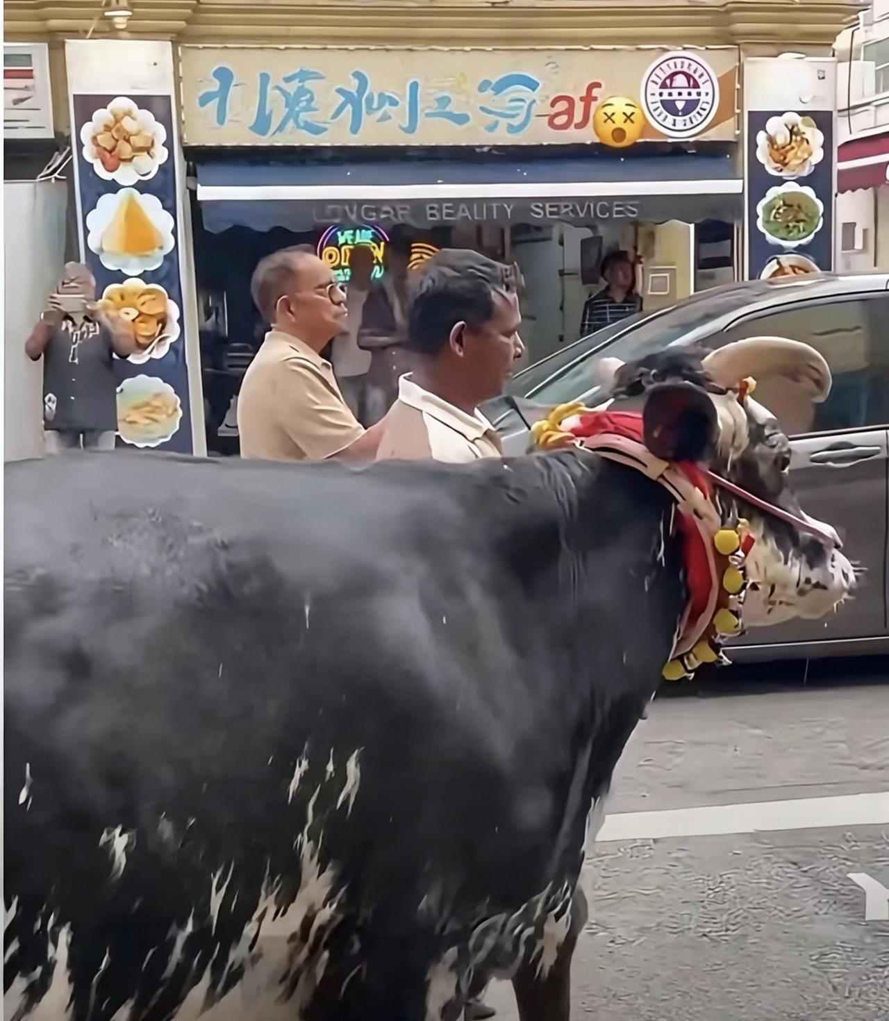 印家坡这波操作我服，恒河分河直接安排上了。
大街上神牛晃悠，咖喱味混着潮湿热风，