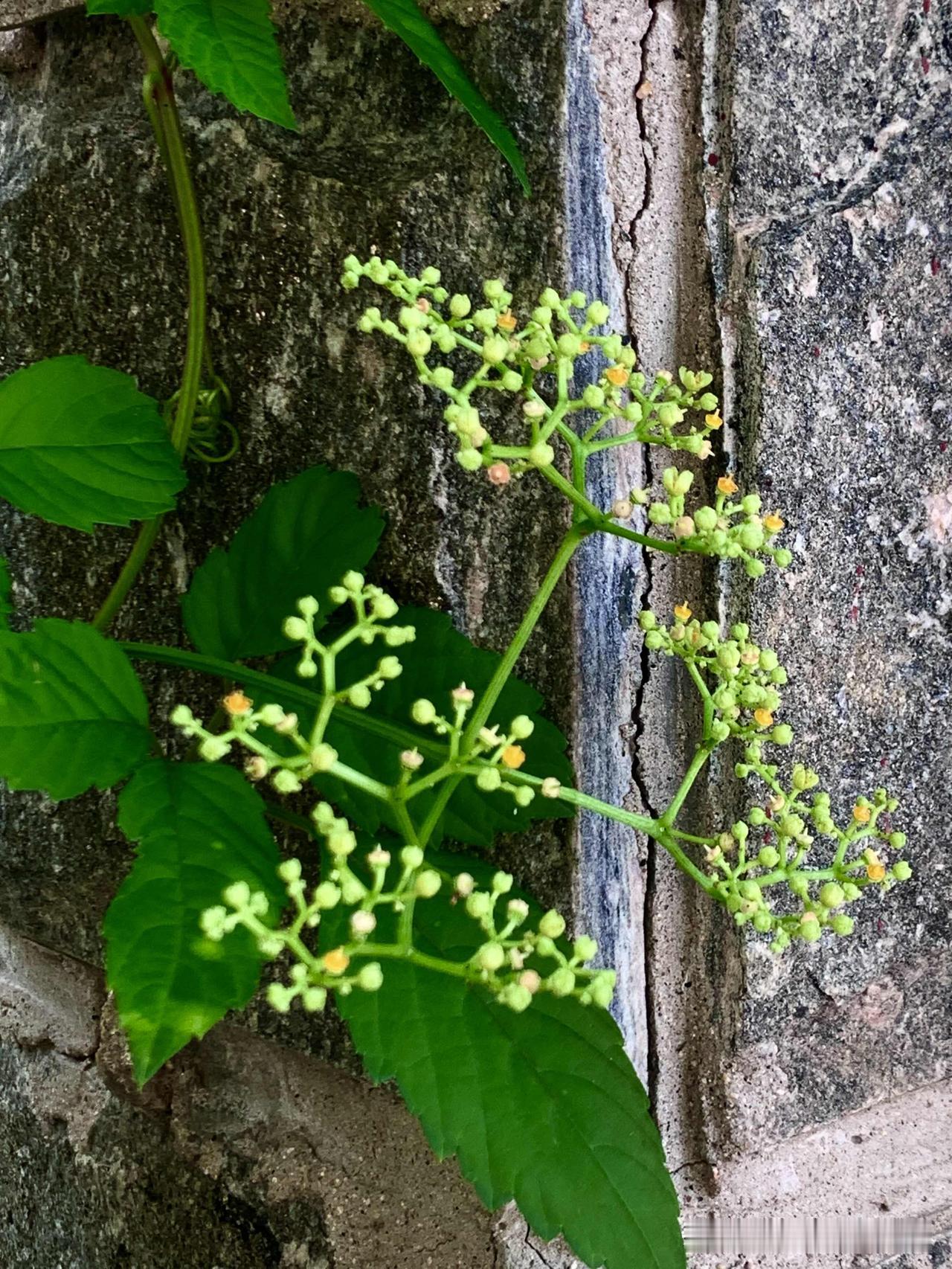 夏日生活打卡季生活中偶然遇到的美好，不仅仅是一件喜事，还有点缀你生活的花花草草。