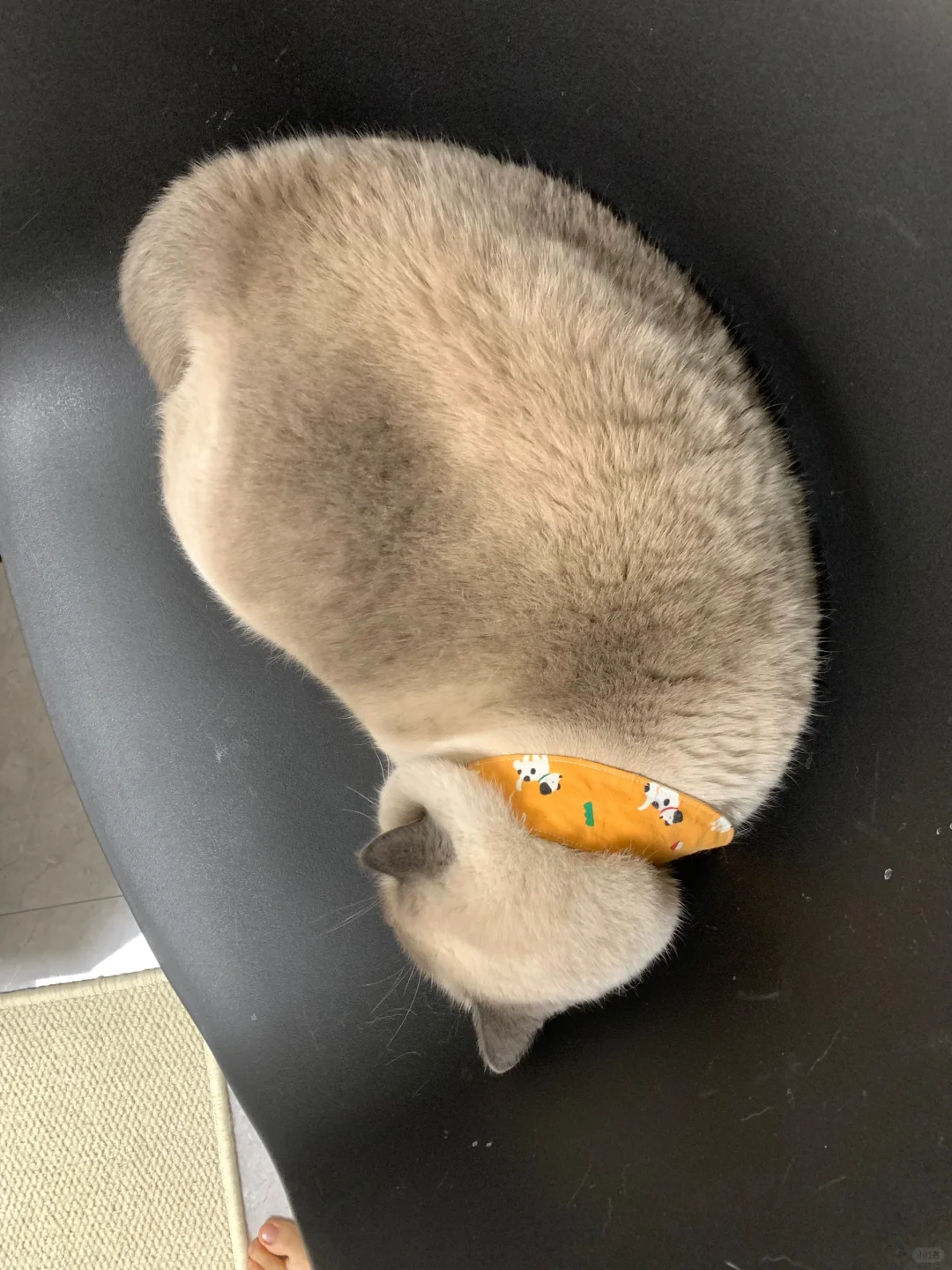 建议大家都买这种土豆