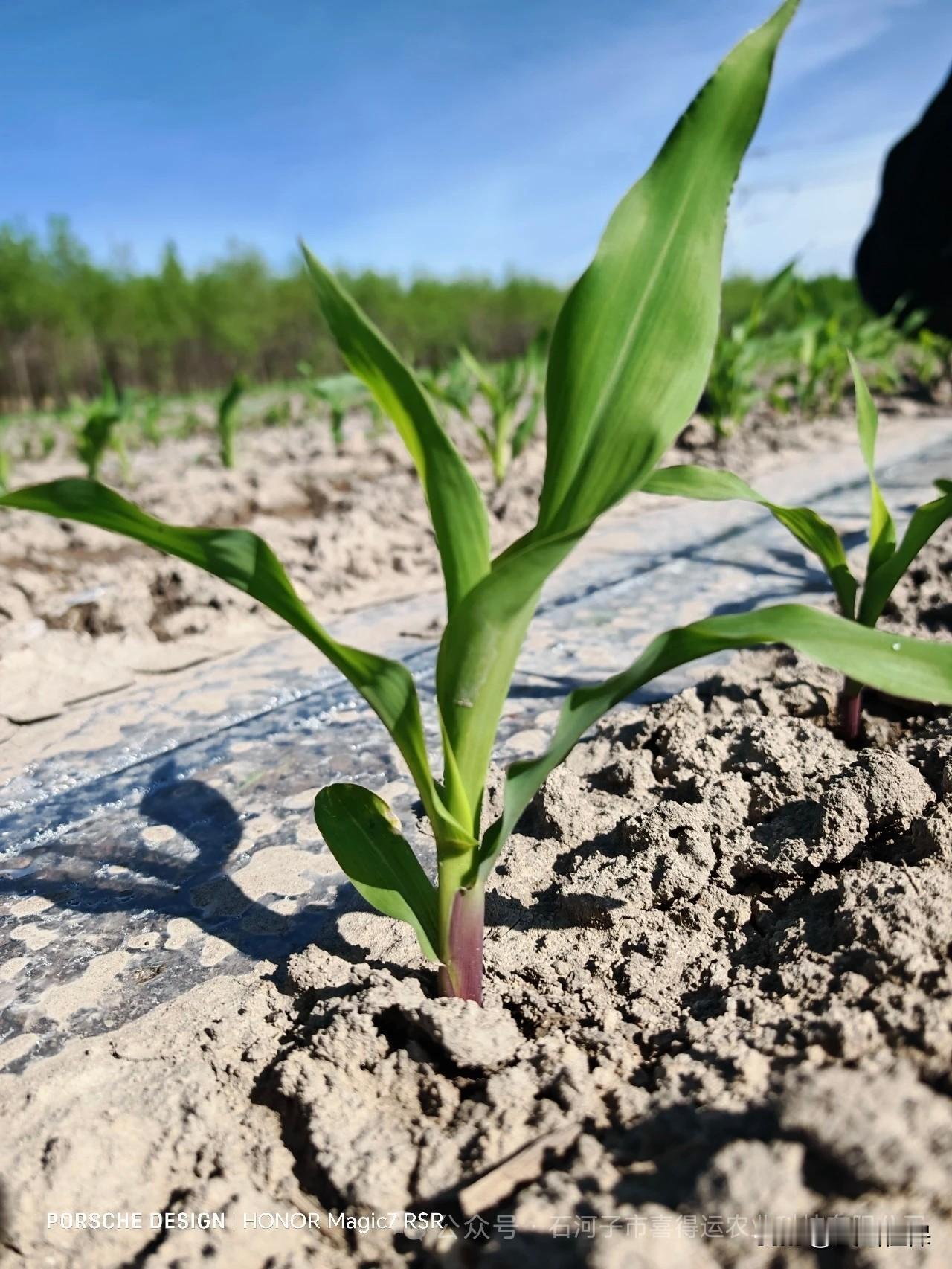 春日生活打卡季 春日里，玉米成长承载着农民的希望。在张家口万全区，种粮大户张铁龙