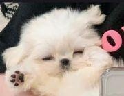 📍 260309 夏姿陈巴黎时装周×刘宇
法国巴黎 26秋冬 物料汇总

 直